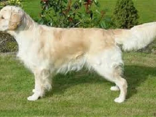 Γκολντεν ριτριβερ  α ποιοτητας καθαροαιμο κουταβακι...